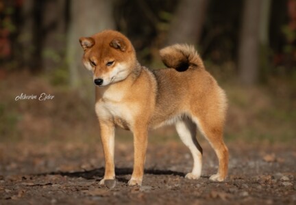 ChPL ChSK Bachata de Templo Amatsu Kami