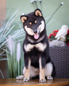 PChPL JChSK FUKAMARU GO Yuukitohokori (FCI)