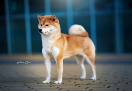 JChPL ChPL DERUBIRU GO Yuukitohokori (FCI)