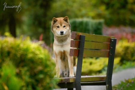ChPL Enjo Aka Czech Jakobin