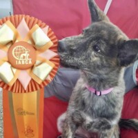 Best in Show Rare Breed Puppy I - USA, 2023-11-12