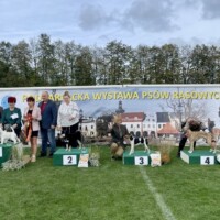 Puppy Best In Show 2 | 29.09.2024, Krosno