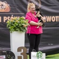 Best In Show Minor Puppy 3 | 3.05.2024, Wrocław