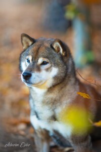 ChPL Ryo Kurokiba No Miyajima